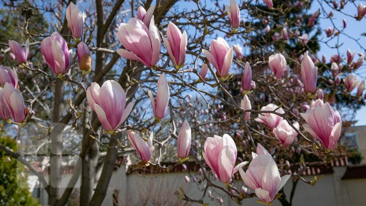 PRIVELIŞTE ULUITOARE şi SPECTACOL DE CULOARE. În Chişinău au înflorit magnoliile (FOTOREPORT)