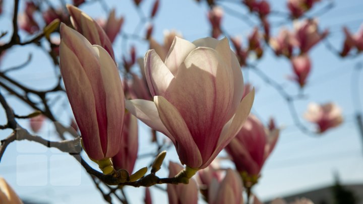 PRIVELIŞTE ULUITOARE şi SPECTACOL DE CULOARE. În Chişinău au înflorit magnoliile (FOTOREPORT)