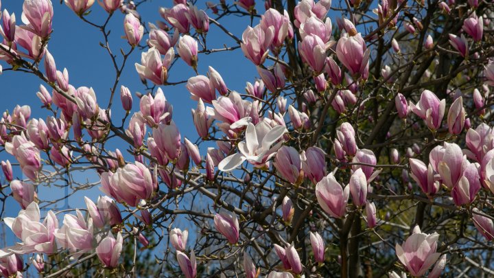 PRIVELIŞTE ULUITOARE şi SPECTACOL DE CULOARE. În Chişinău au înflorit magnoliile (FOTOREPORT)