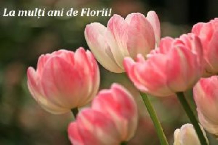 GALERIE FOTO cu cele mai INEDITE felicitări și mesaje de FLORII de împărțit cu cei dragi