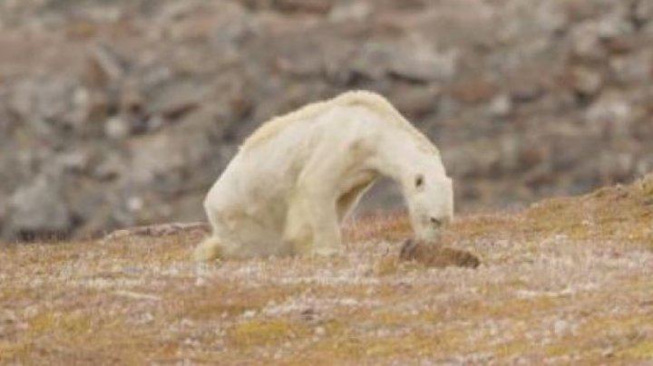 ONU anunţă DEZASTRU ECOLOGIC: Peste 1 milion de specii de plante și animale riscă să dispară