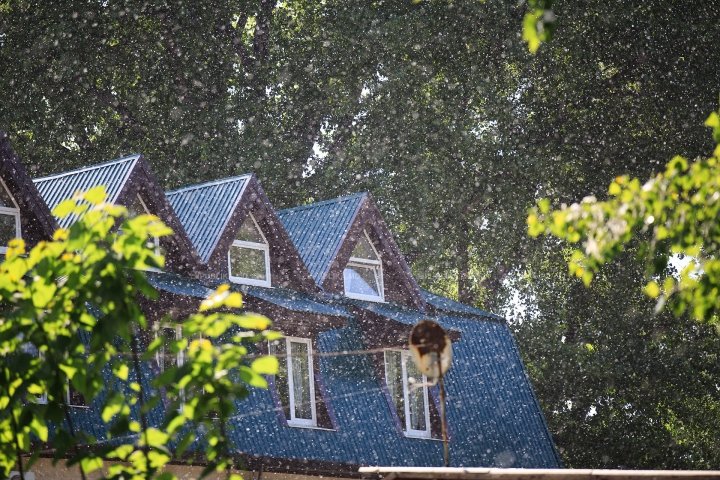 CAPITALA, PLINĂ DE PUF DE PLOP. Astmaticii şi persoanele alergice au cel mai mult de suferit