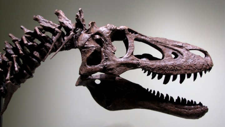 Scheletul unui pui de T-REX, VÂNDUT pe eBay. Suma halucinantă la care a ajuns licitaţia (FOTO)