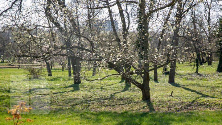 EXPLOZIE DE CULOARE în Moldova! ENIGMA PRIMĂVERII redată într-o GALERIE FOTO ULUITOARE