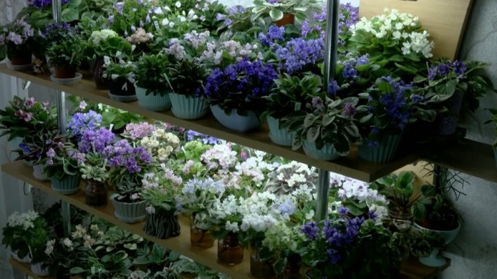 PARADISUL FLORILOR. O femeie din Capitală are o colecție de peste 400 de violete unice (VIDEO)