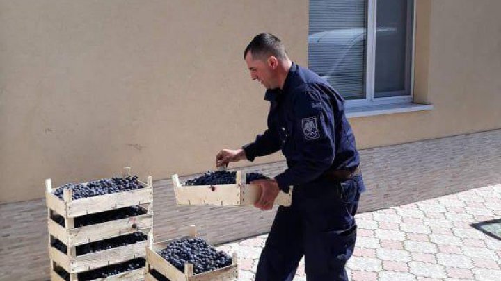 Ca să fii mai bun, nu este nevoie de un motiv. Poliţiştii de frontieră au dus 22 de lăzi cu struguri la o casă de copii din Hânceşti (FOTO)