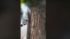 Trecătorii, SURPRINŞI. Din tulpina unui copac din Capitală a început să iasă fum. Ce au constat pompierii (VIDEO)