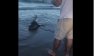 Un rechin sufocat de plastic a fost salvat de un grup de turiști (VIDEO)