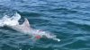 Delfini și lei de mare, dresați pentru misiuni militare în SUA