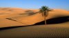 Specialiștii cred că pot transforma Sahara într-un loc plin cu vegetație și cu izvoare de apă
