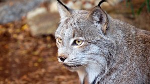 DATE ALARMANTE: Peste un milion de specii de plante şi animale, ÎN PERICOL DE DISPARIŢIE. De vină este omul