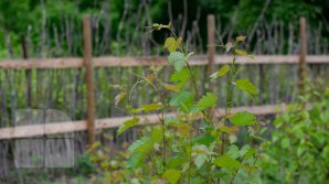 METEO 30 mai: COCKTAIL METEOROLOGIC de vreme caldă şi ploi cu descărcări electrice