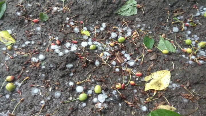 Grindină cât BOBUL DE MAZĂRE în nordul ţării (FOTO, VIDEO)