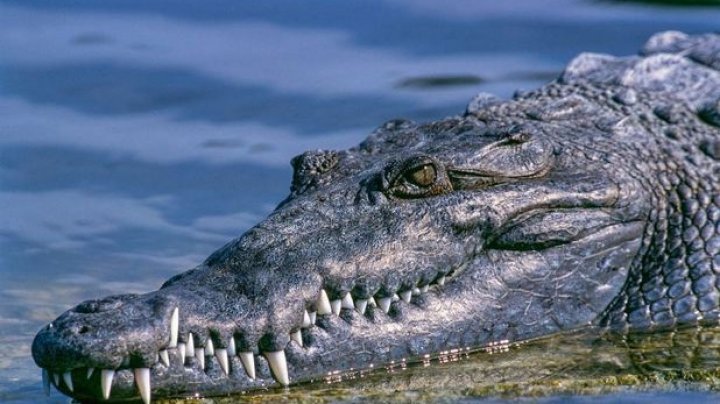 Ce s-a descoperit în stomacul unui aligator de 445 de kilograme. „Cu siguranță i-a mâncat”