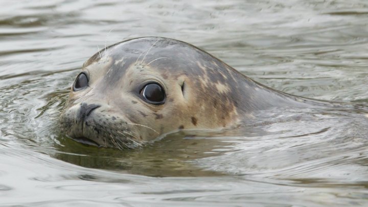 Zeci de foci dintr-o specie rară au fost eliberate în mare în nord-estul Chinei