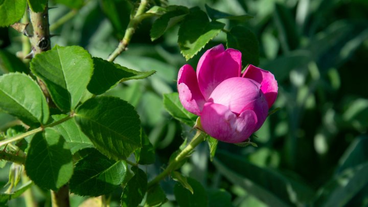 (FOTOREPORT) Miros îmbietor și explozie de culoare în grădina cu trandafiri a unui cuplu din Dumbrava