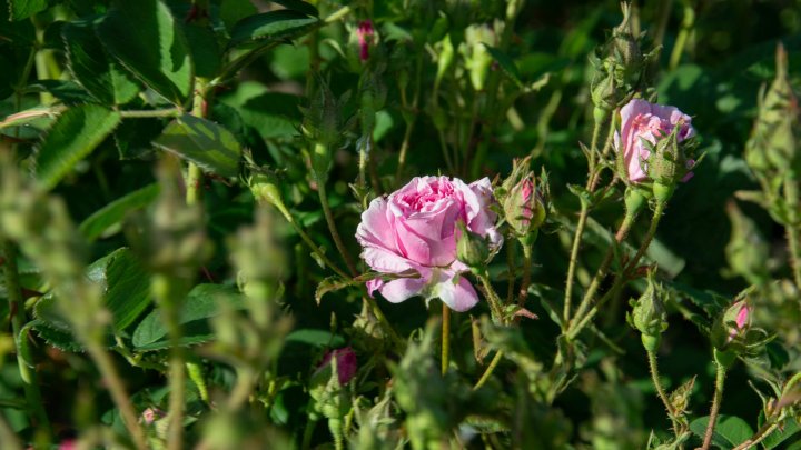 (FOTOREPORT) Miros îmbietor și explozie de culoare în grădina cu trandafiri a unui cuplu din Dumbrava