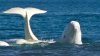Doi delfini albi au fost transferaţi din China într-un sanctuar marin din Islanda