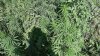 Operațiunea MAC-2019, în plină desfășurare. În ce localitate au fost găsite plante de cannabis (VIDEO)