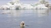 Cea mai mare problemă din Oceanul Arctic care îi îngrijorează pe oamenii de știință