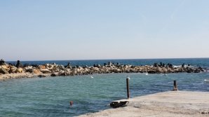 Alertă la Mamaia! Doi delfini au fost găsiți morți pe plajă