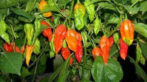 Primii ardei moldoveneşti au apărut deja în vânzare. Cât costă un kilogram
