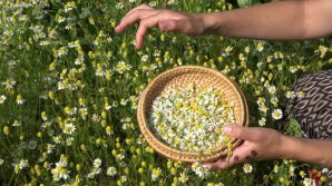 FARMACIA PĂDURII. Tone de plante medicinale sunt recoltate anual