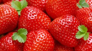 Prima linie de sortare a căpșunelor în Moldova. În doar zece ore, muncitorii pot alege în jur de 18 tone de fructe