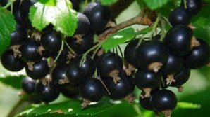 Recolta de coacăză din acest an este mai mică din cauza vremii reci din primăvară şi a dăunătorilor