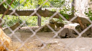 Mănâncă fructe îngheţate şi fac duş. Animalele de la ZOO din Chişinău, afectate de CANICULĂ (FOTO/VIDEO)