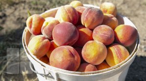 Slăbești rapid și fără efort cu ajutorul dietei cu piersici