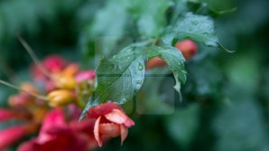 Meteo 8 iunie 2019. Vor cădea din nou ploi cu descărcări electrice în toată ţara