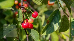 METEO 30 iunie: Cum ne surprinde vremea şi ce temperaturi ne aşteaptă în ultima zi a lui Cireșar