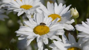 METEO: Vreme frumoasă şi mult soare în următoarele zile