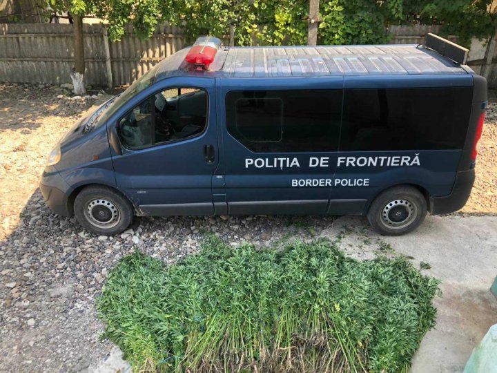 Un lan de cânepă de 70 de metri pătraţi a fost descoperit la Soroca (FOTO)