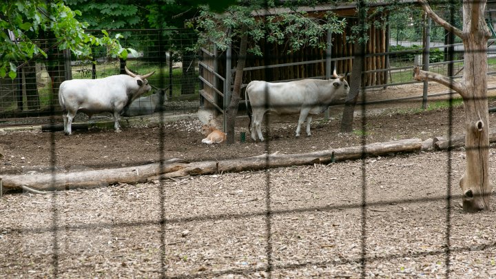 BABYBOOM LA ZOO. În câteva săptămâni, au venit pe lume 70 de pui (FOTOREPORT)