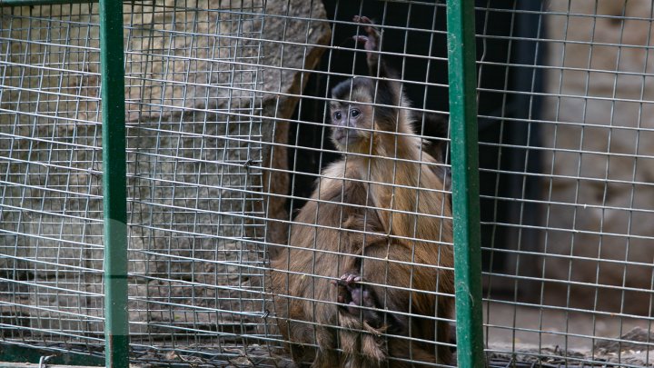 BABYBOOM LA ZOO. În câteva săptămâni, au venit pe lume 70 de pui (FOTOREPORT)