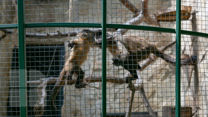 BABYBOOM LA ZOO. În câteva săptămâni, au venit pe lume 70 de pui (FOTOREPORT)