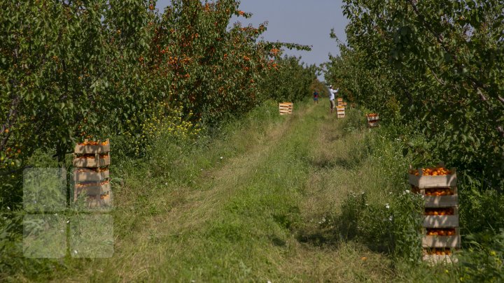 Îţi lasă gura apă. În ţară, a început recolta de caise. Agricultorii spun că vor avea roadă bogată (FOTOREPORT)