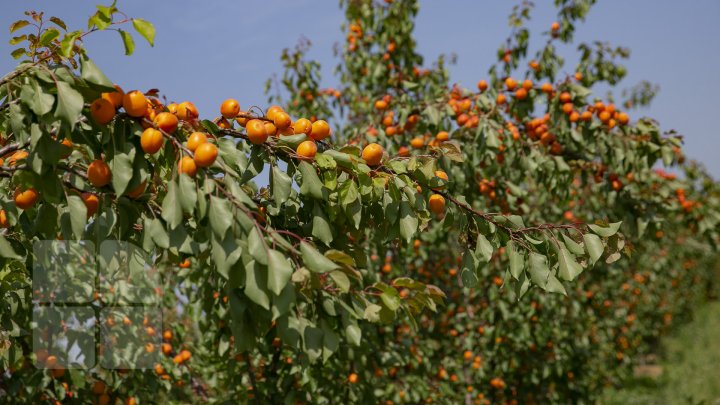 Îţi lasă gura apă. În ţară, a început recolta de caise. Agricultorii spun că vor avea roadă bogată (FOTOREPORT)