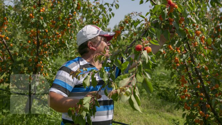 Îţi lasă gura apă. În ţară, a început recolta de caise. Agricultorii spun că vor avea roadă bogată (FOTOREPORT)