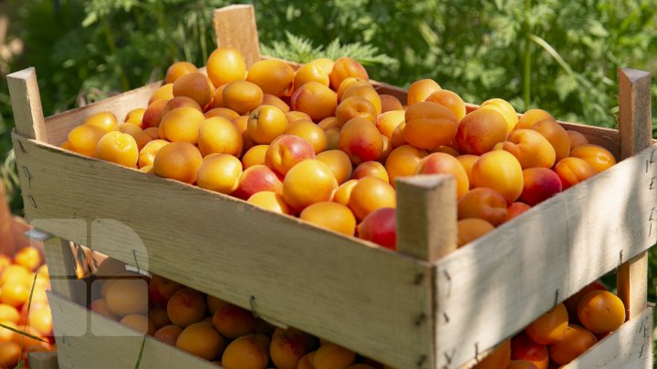 Îţi lasă gura apă. În ţară, a început recolta de caise. Agricultorii spun că vor avea roadă bogată (FOTOREPORT)