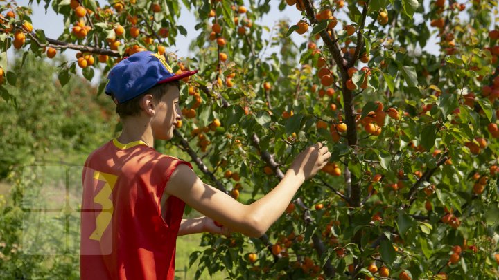 Îţi lasă gura apă. În ţară, a început recolta de caise. Agricultorii spun că vor avea roadă bogată (FOTOREPORT)