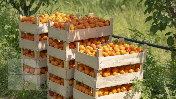 Îţi lasă gura apă. În ţară, a început recolta de caise. Agricultorii spun că vor avea roadă bogată (FOTOREPORT)