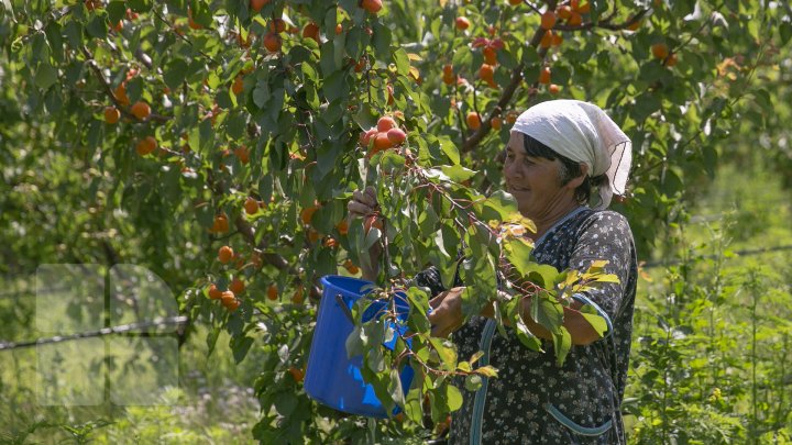 Îţi lasă gura apă. În ţară, a început recolta de caise. Agricultorii spun că vor avea roadă bogată (FOTOREPORT)