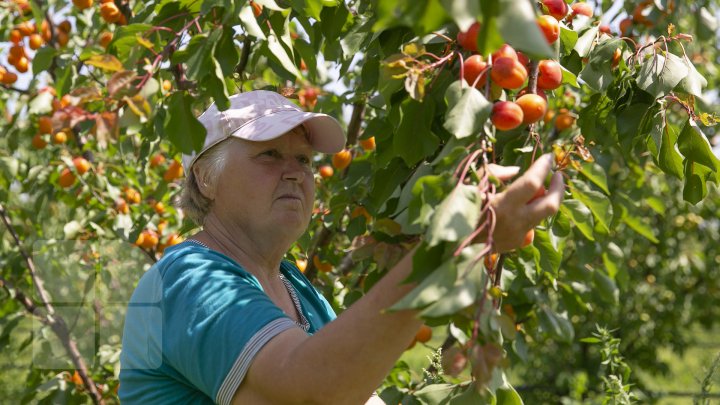 Îţi lasă gura apă. În ţară, a început recolta de caise. Agricultorii spun că vor avea roadă bogată (FOTOREPORT)