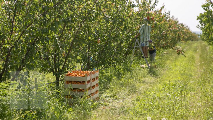 Îţi lasă gura apă. În ţară, a început recolta de caise. Agricultorii spun că vor avea roadă bogată (FOTOREPORT)