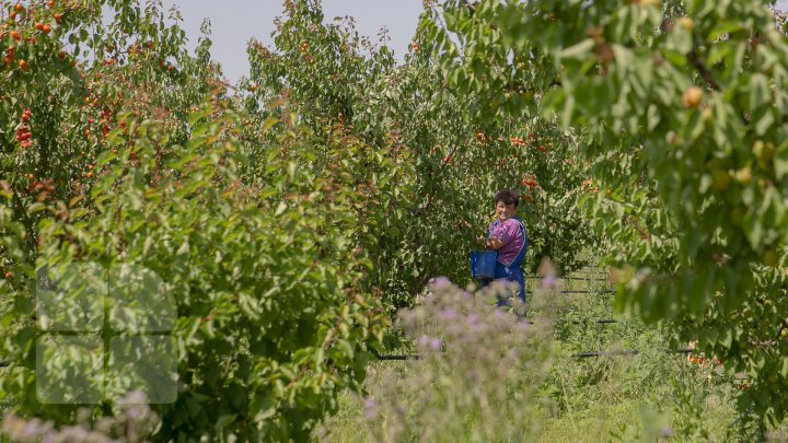 Îţi lasă gura apă. În ţară, a început recolta de caise. Agricultorii spun că vor avea roadă bogată (FOTOREPORT)