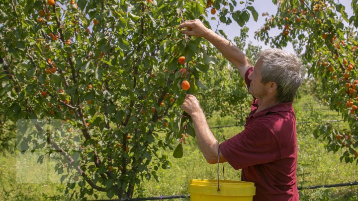 Îţi lasă gura apă. În ţară, a început recolta de caise. Agricultorii spun că vor avea roadă bogată (FOTOREPORT)