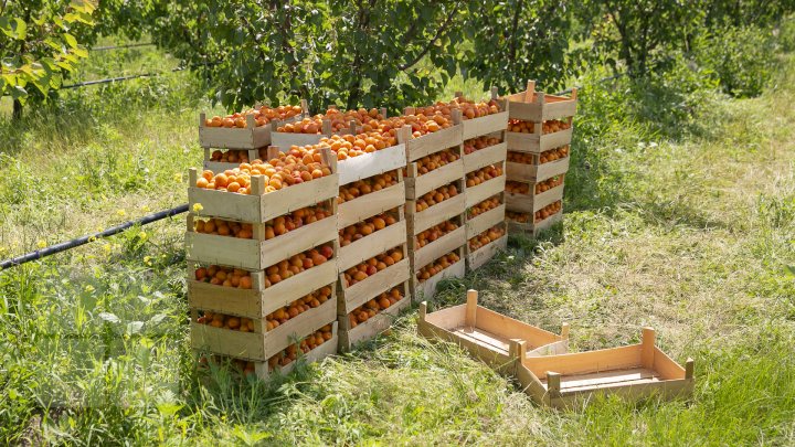 Îţi lasă gura apă. În ţară, a început recolta de caise. Agricultorii spun că vor avea roadă bogată (FOTOREPORT)